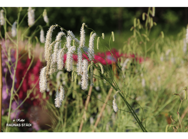 Sanguisorba tenuifolia var. alba